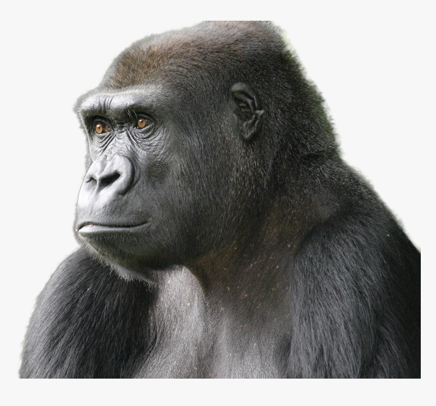 Gorilla Png Image - Png Transparent Animals Gorillas, Png Download, Free Download