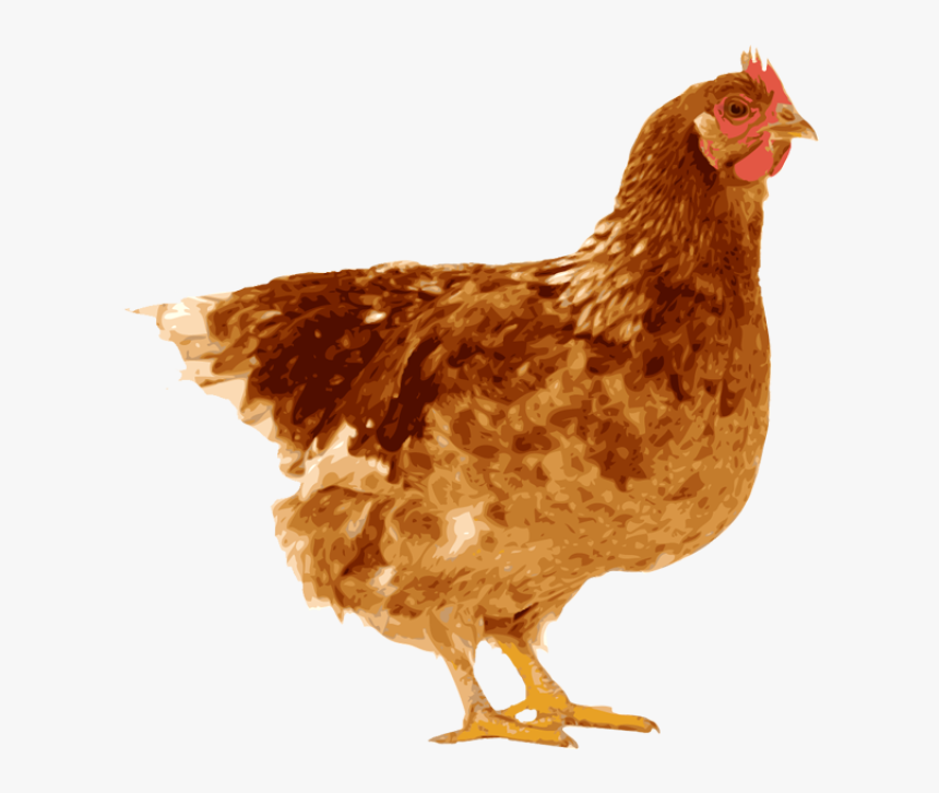 Transparent Clipart Of A Hen - Chicken Laying An Egg, HD Png Download, Free Download