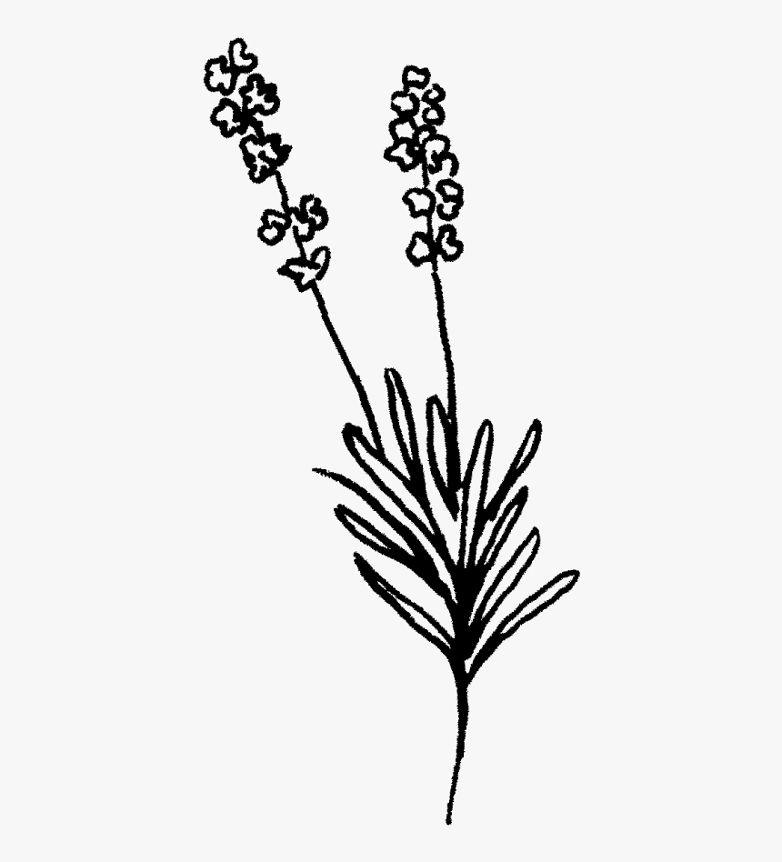 Lavender Png Line Art, Transparent Png, Free Download