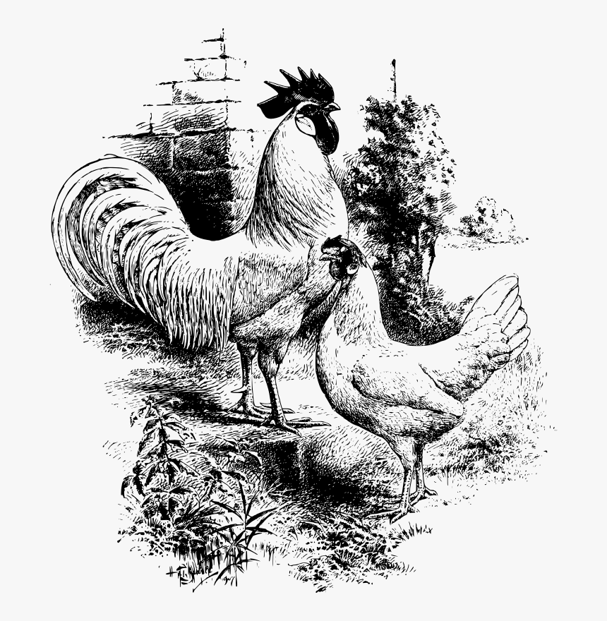 Transparent Rooster Clipart - Chicken Line Drawing Rooster, HD Png Download, Free Download