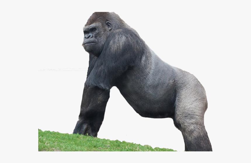 Png Gorilla, Transparent Png, Free Download