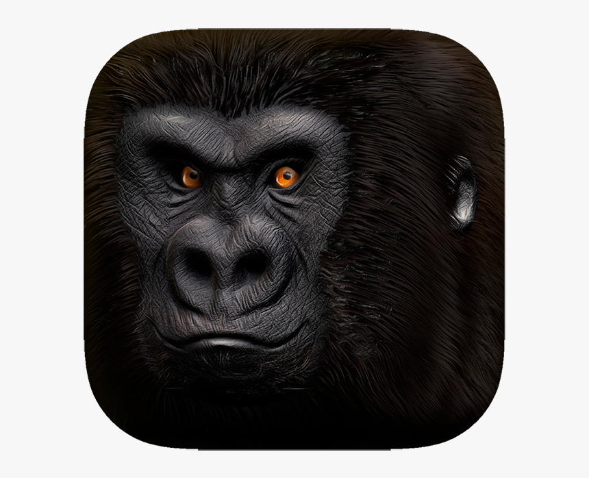 Monkey, HD Png Download, Free Download