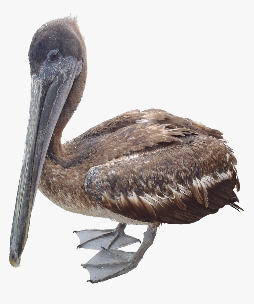 Pelican Png Free Download - Transparent Pelican Png, Png Download, Free Download