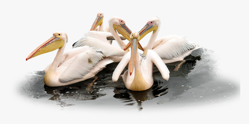 Pelican Png Clipart - Pelicans Birds Png, Transparent Png, Free Download