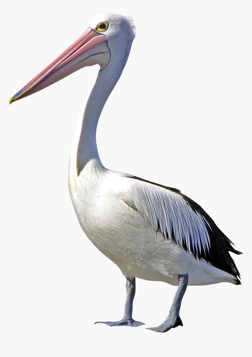 Pelican Bird Clip Art - Pelican Png, Transparent Png, Free Download