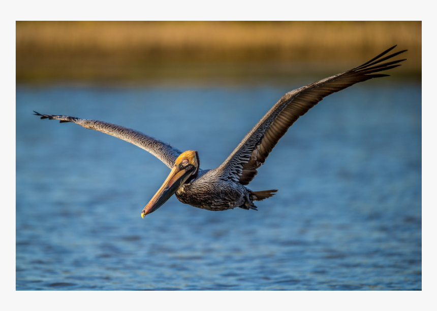 Brown Pelican, HD Png Download, Free Download