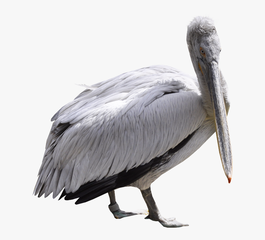 46568 - Pelican, HD Png Download, Free Download