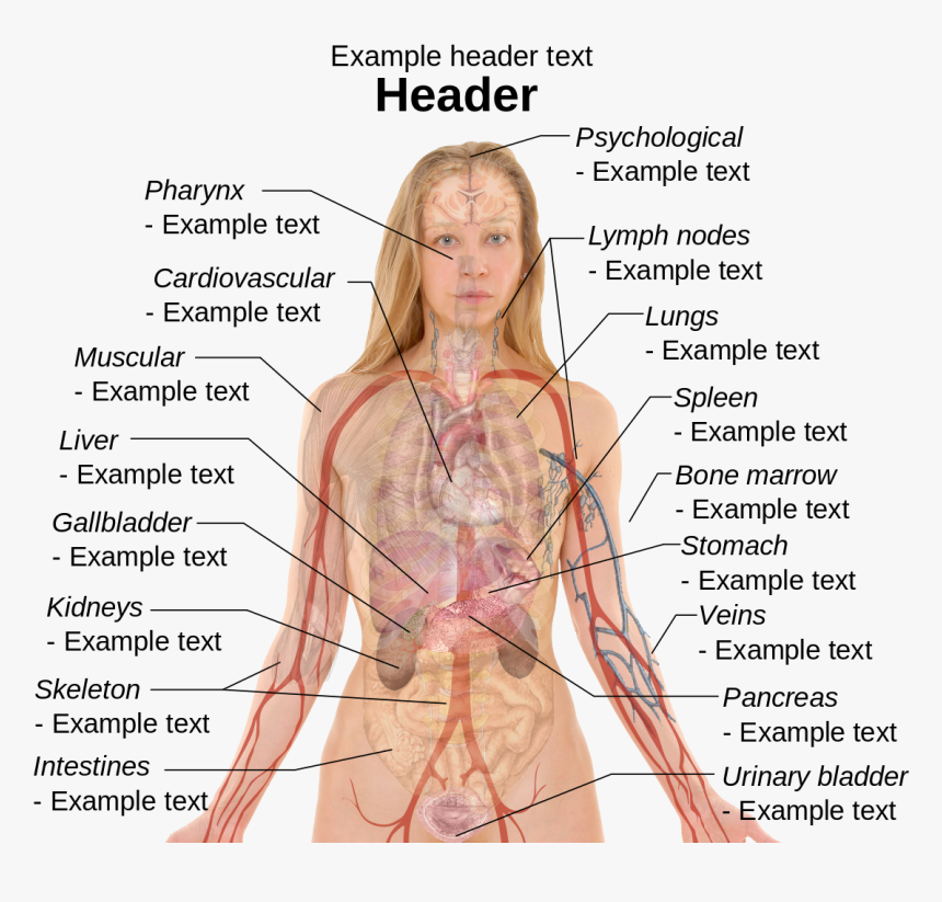 Anatomy Of Human Body Images - Happens If You Don T Sleep, HD Png Download, Free Download