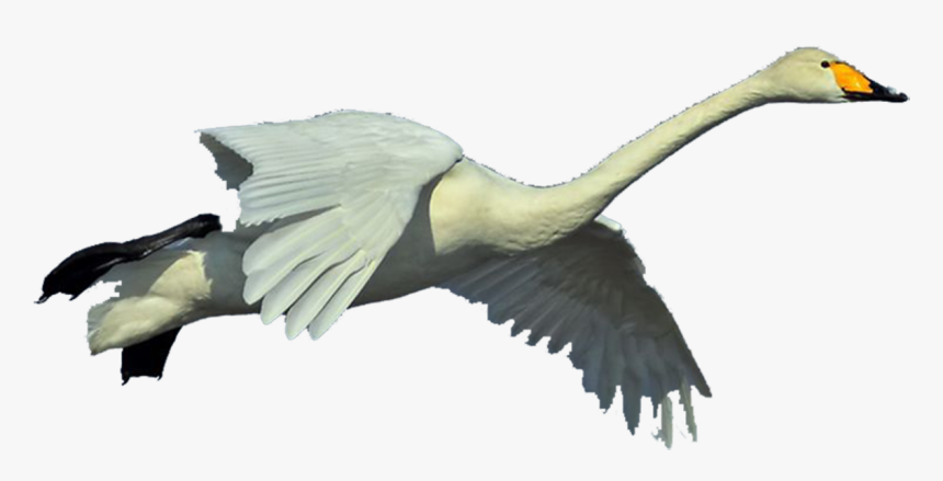 Duck Goose Whooper Swan Bird Pelican - Ibis, HD Png Download, Free Download