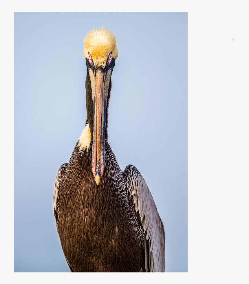 Brown Pelican, HD Png Download, Free Download