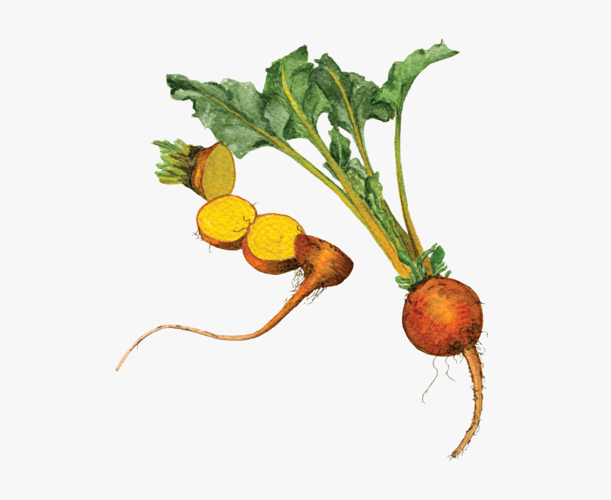 Yellow-beets - Yellow Beet Png, Transparent Png, Free Download