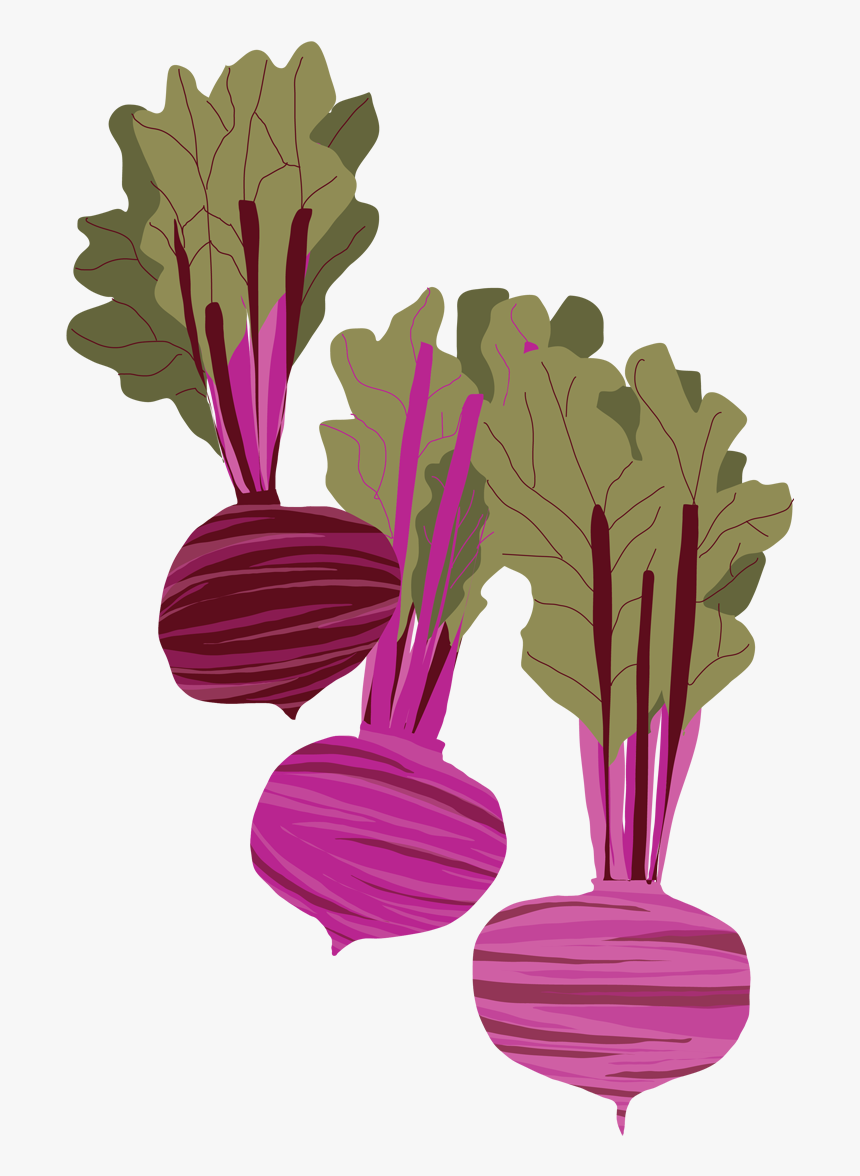 Drawing Vegetables Poster - Beets Illustration, HD Png Download, Free Download