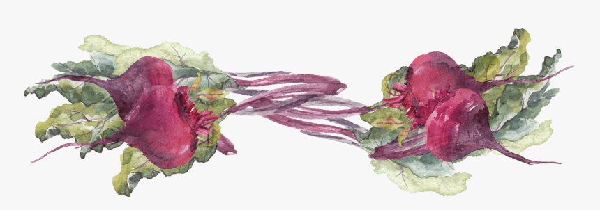 Watercolored Beets - Beet Greens, HD Png Download, Free Download