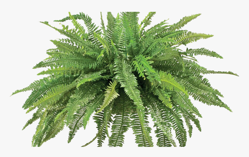 Ferns Png, Transparent Png, Free Download