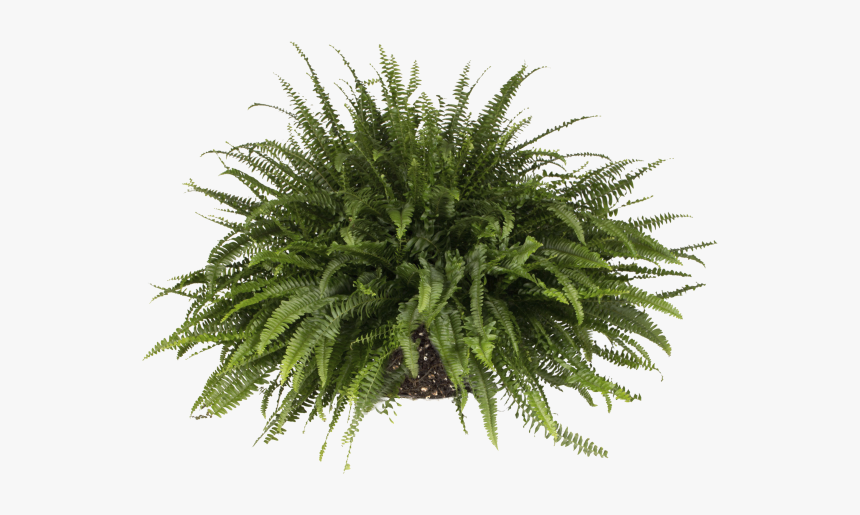 Sword Fern - Fern Plant Png, Transparent Png, Free Download