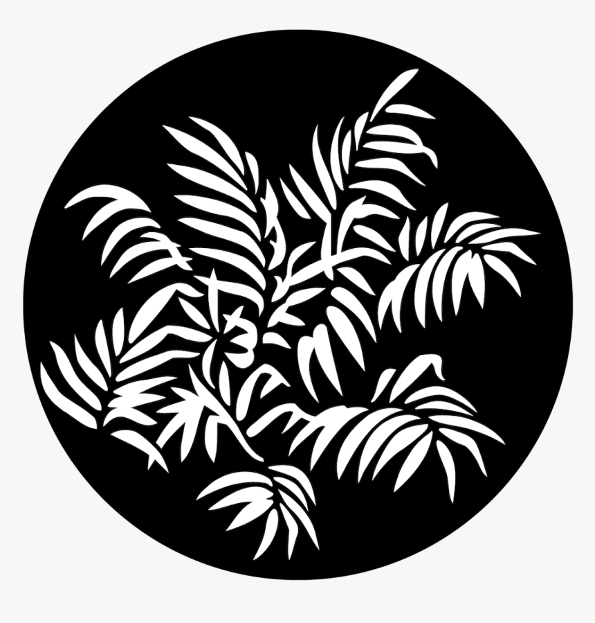 Apollo Foliage Ferns - Illustration, HD Png Download, Free Download