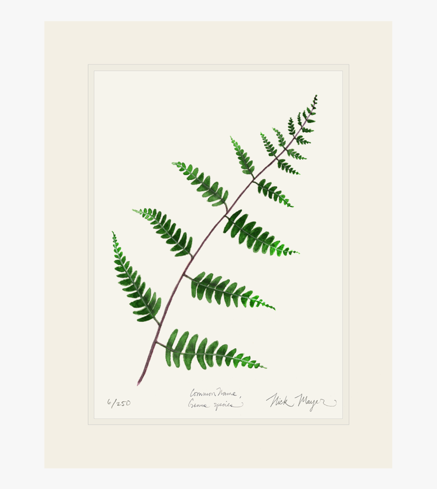 Goldie"s Wood Fern Print - Ostrich Fern, HD Png Download, Free Download