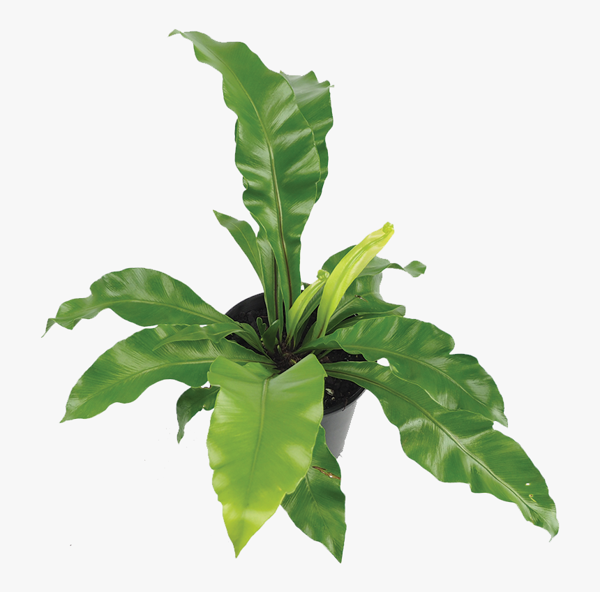 Birds Nest Fern Transparent, HD Png Download, Free Download