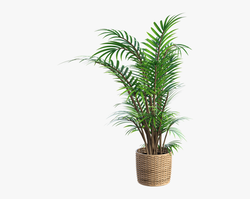 A Fern In A Basket How To Grow Ferns - Driftwood Yarn Wall Hanging, HD Png Download, Free Download