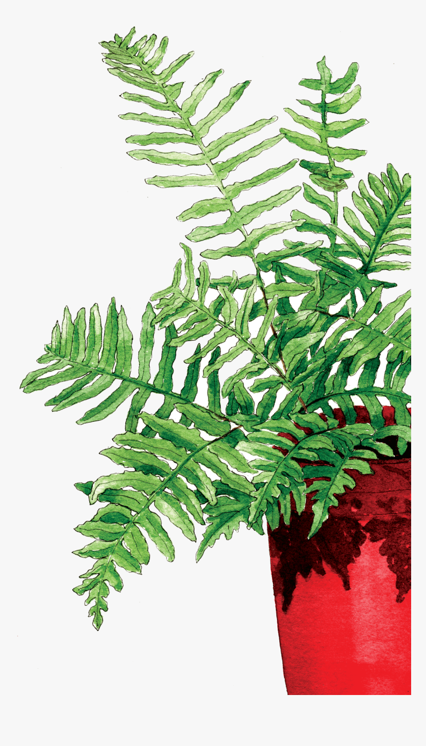 Fern In The Red Pot - Fern, HD Png Download, Free Download