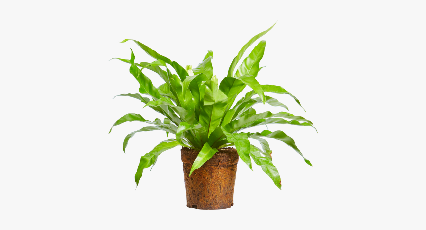 Bird"s-nest Fern - Houseplant, HD Png Download, Free Download