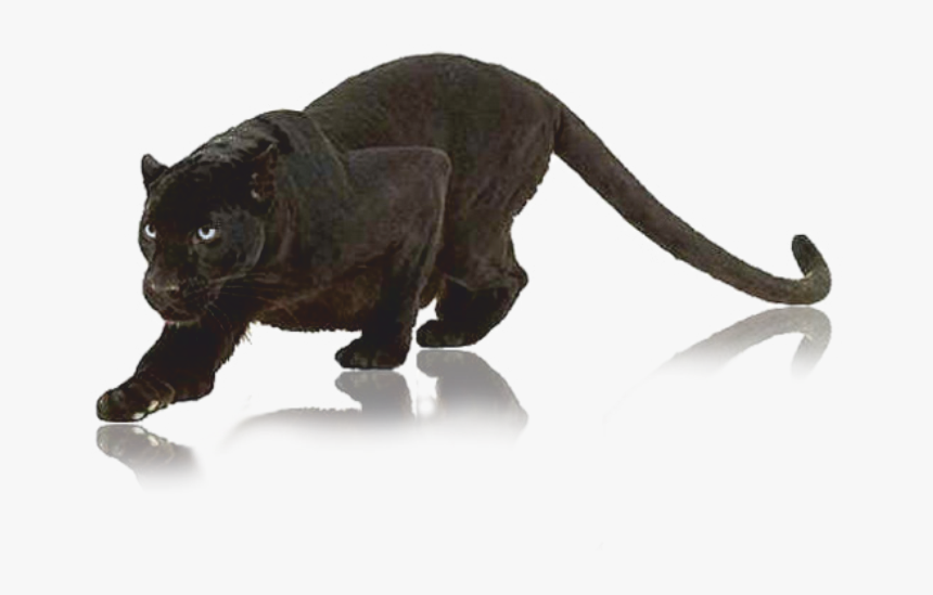 Pantera Nera Png - Black Panther Animal Png, Transparent Png - kindpng