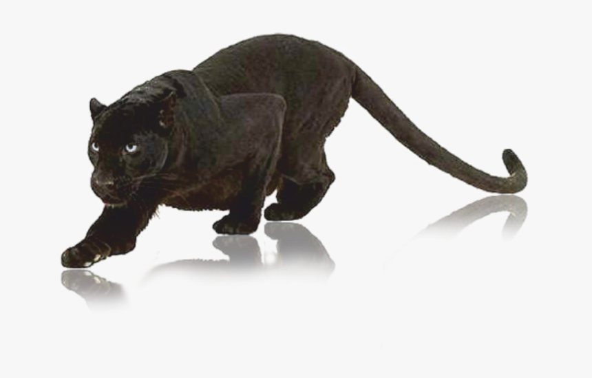 Pantera Nera Png - Black Panther Animal Png, Transparent Png, Free Download