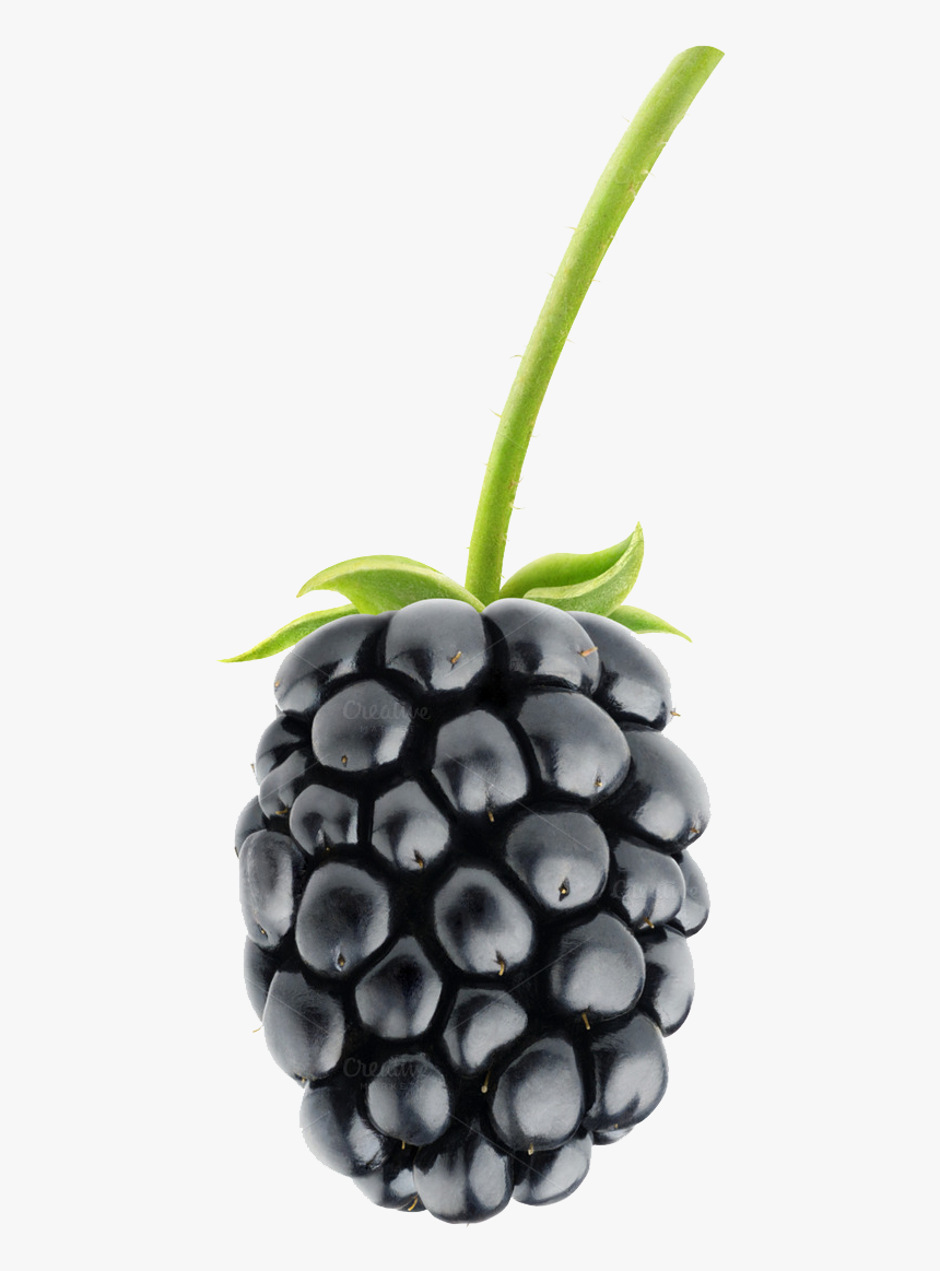 Blackberry Fruit Png Pic - Blackberry Fruit, Transparent Png, Free Download