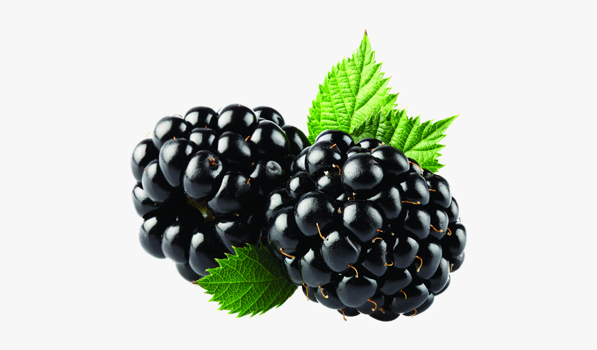 Blackberry Png, Transparent Png, Free Download