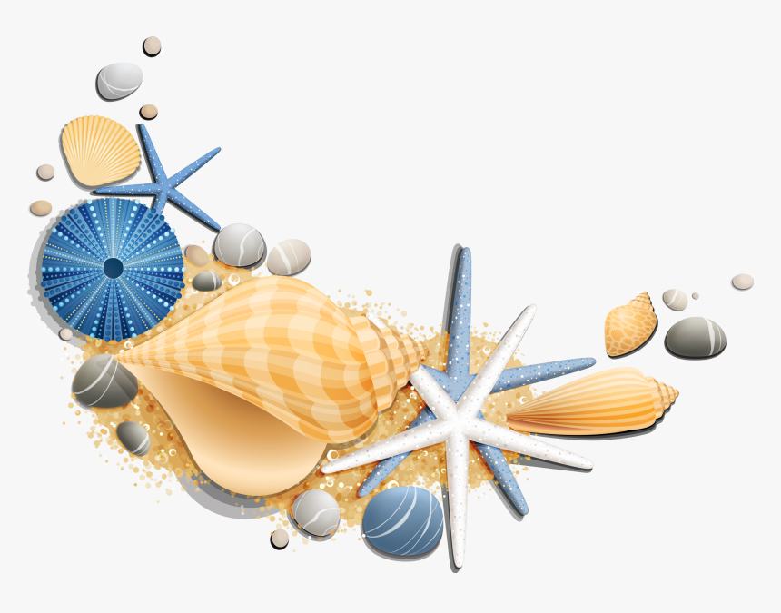 Sea Shells Clip Art, HD Png Download, Free Download