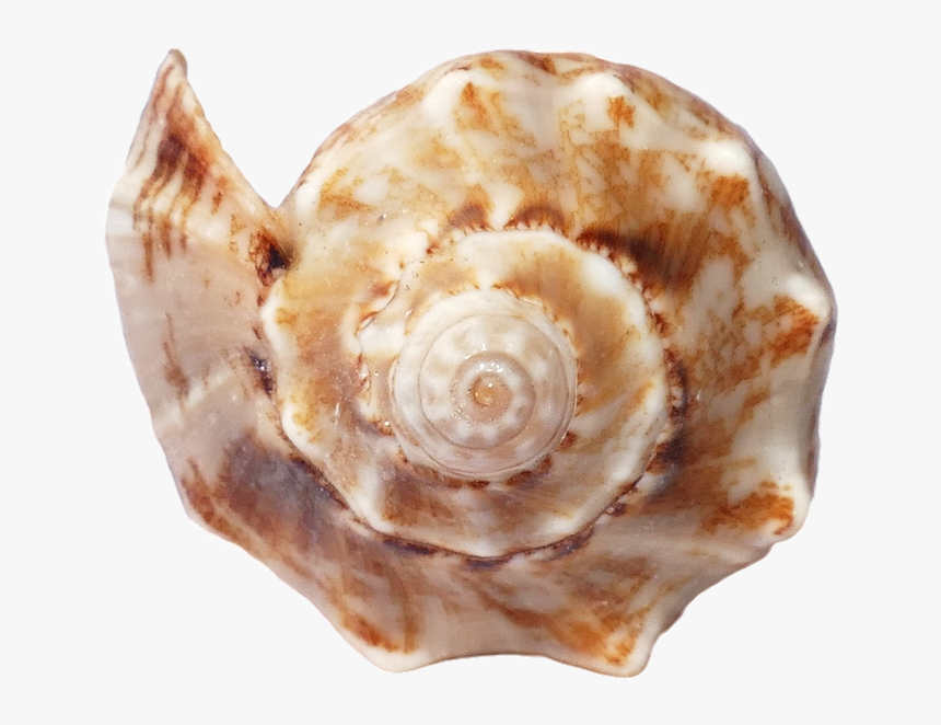 Sea, Shells, Ocean, Beach, Vacation, Sea Shells, Sand - Beach Shells Transparent, HD Png Download, Free Download