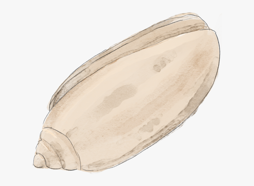 Olive, HD Png Download, Free Download