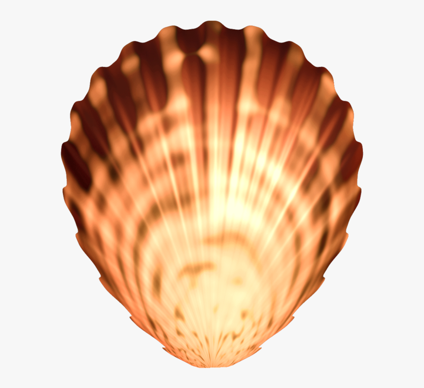 Seashell Png Image Transparent - Seashell, Png Download, Free Download