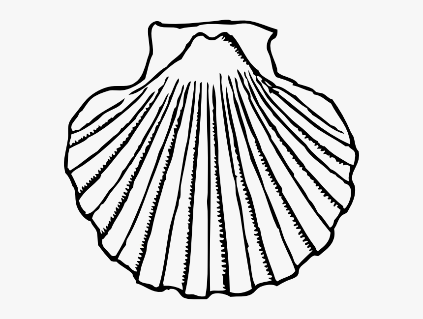 Seashell Shells Transparent Image Clipart - Shell Clipart Black And White, HD Png Download, Free Download
