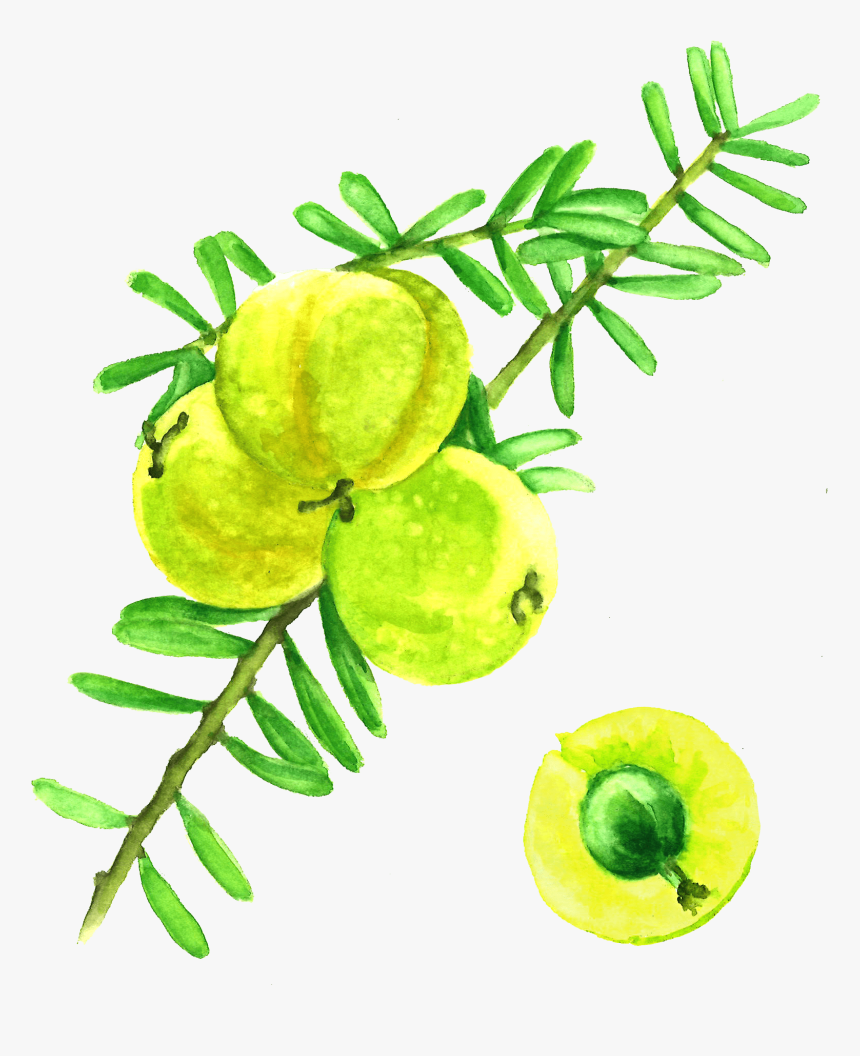 Amla Berries - Phyllanthus Emblica Painting, HD Png Download, Free Download