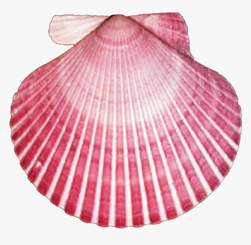 Dark Pink Seashell By Jeanicebartzen - Ocean Pink Seashell Clipart, HD Png Download, Free Download