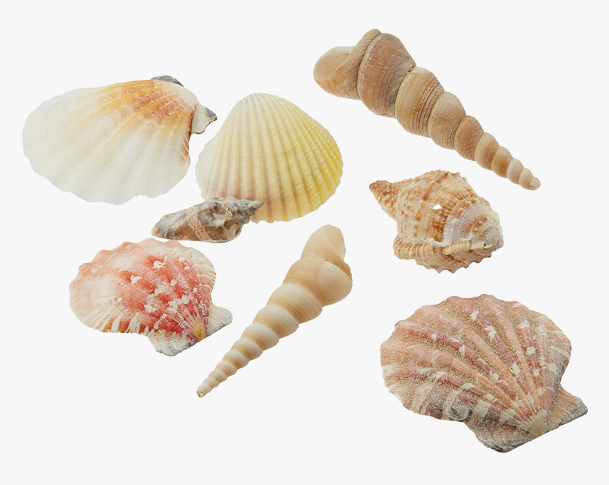 Seashells - Beach Shells, HD Png Download, Free Download