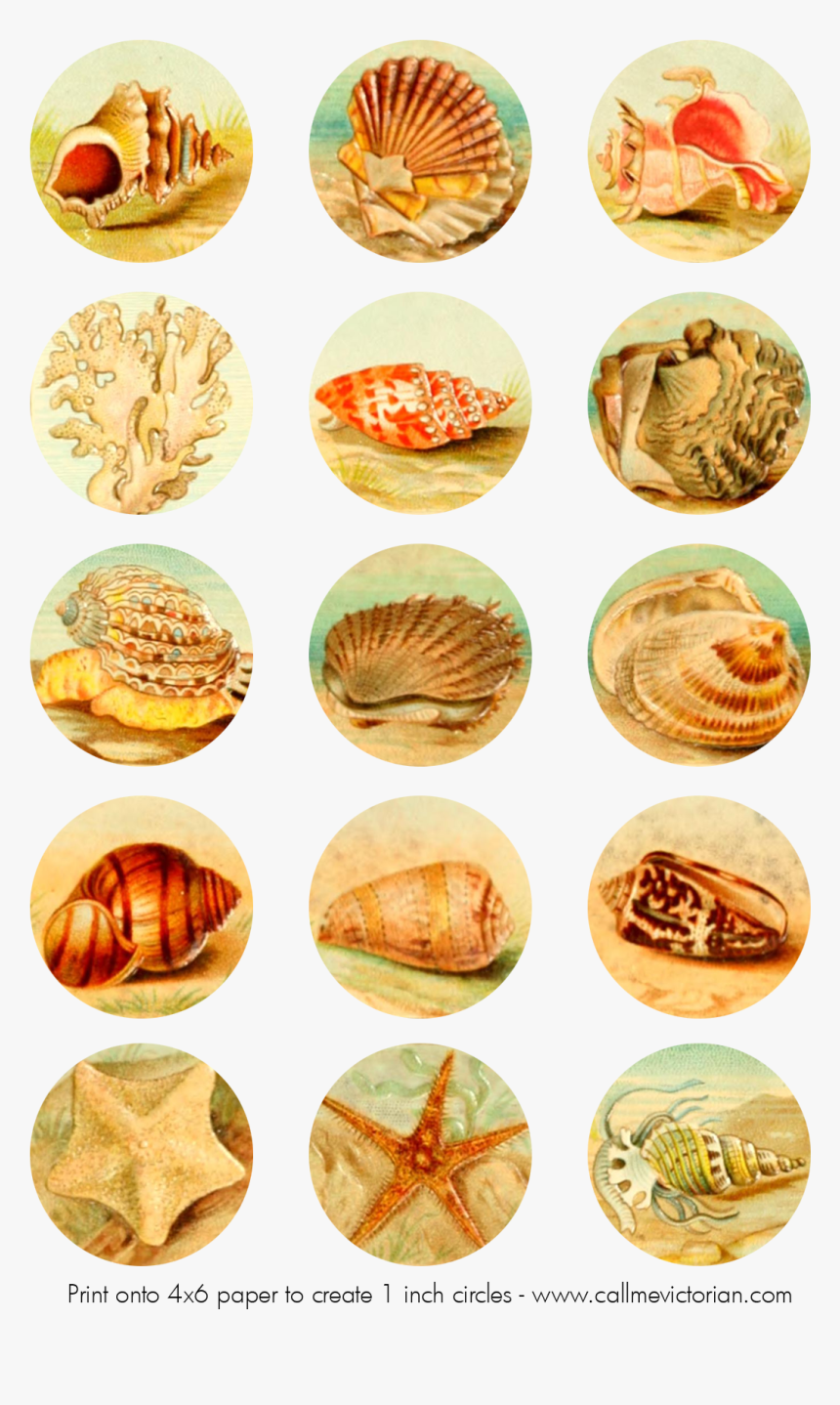Seashells Digital Collage Sheet, HD Png Download, Free Download