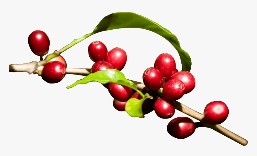 Coffee Bean Red Png, Transparent Png, Free Download