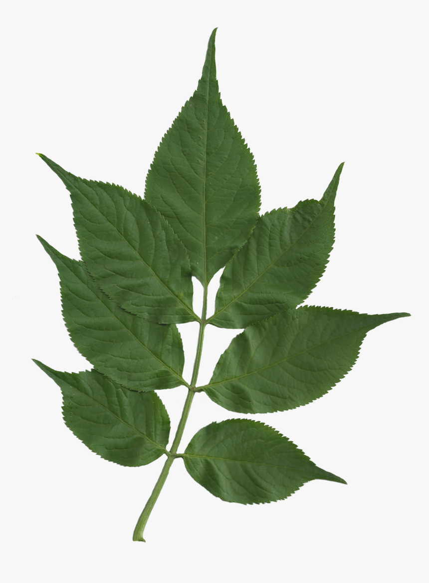 Sambucus Nigra Foliage Scanned - Rose, HD Png Download, Free Download