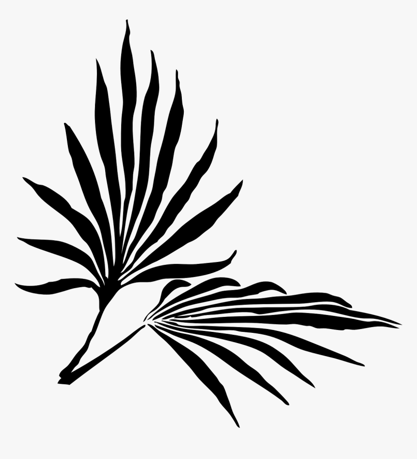 Palm Frond Clip Art, HD Png Download, Free Download