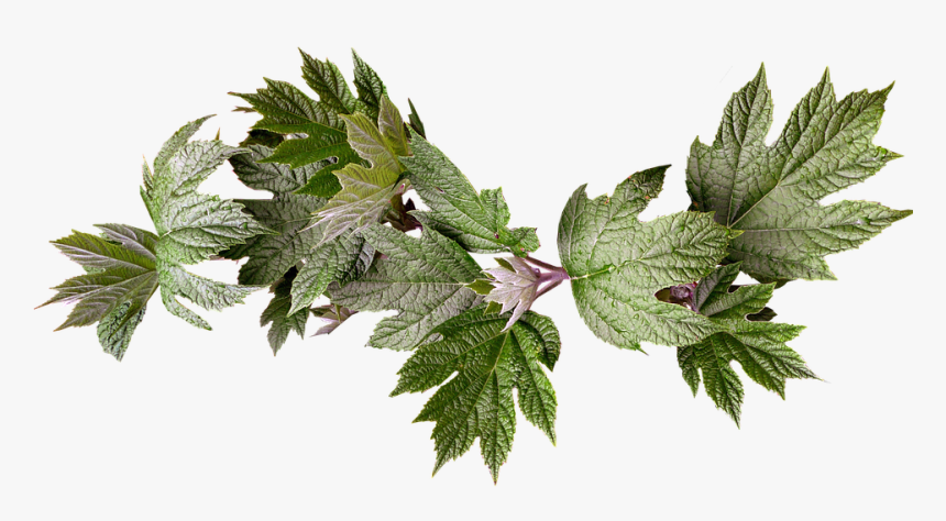 Transparent Leaf Branch Png - Red Flowers Png Transparent, Png Download, Free Download