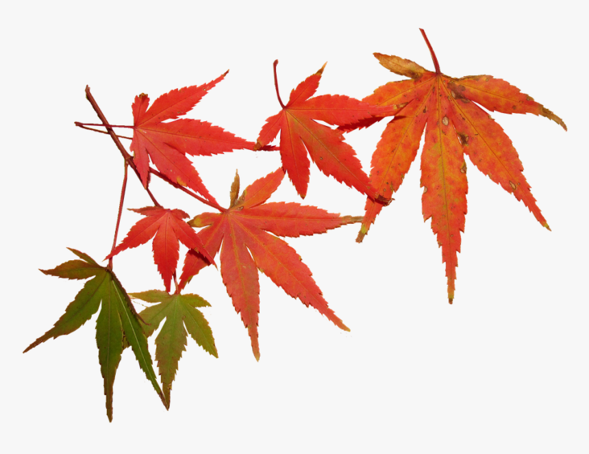 Leaves, Autumn, Tree, Maple, Seasonal, Foliage - Feuilles Automnes, HD Png Download, Free Download
