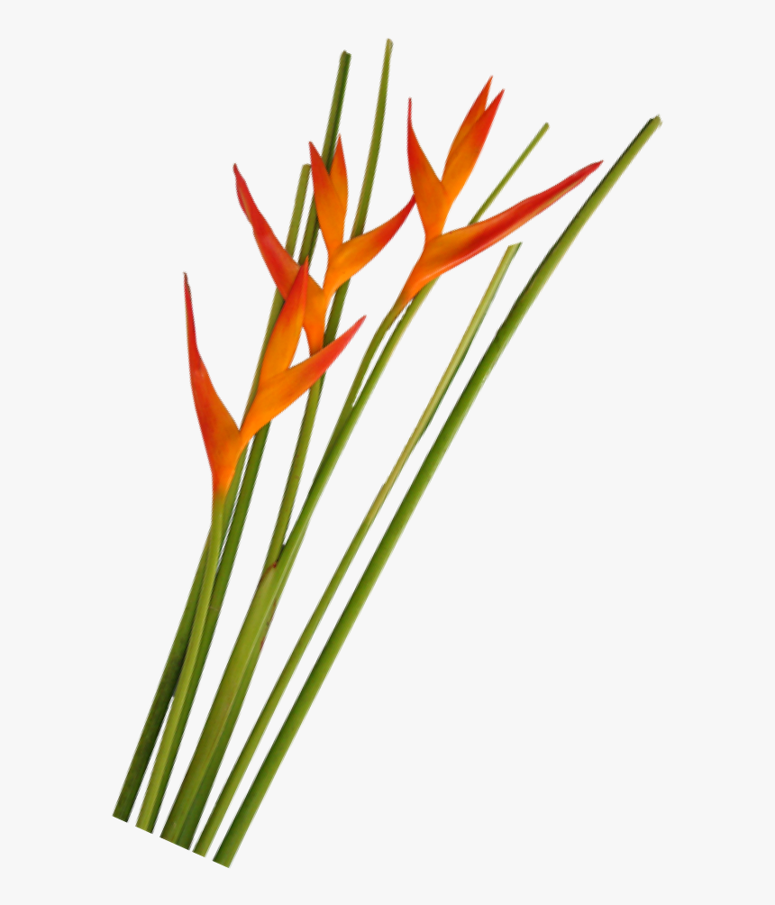 Opal Fire Foliage La Ilusion Buy Import Wholesale Bulk - Heliconia, HD Png Download, Free Download