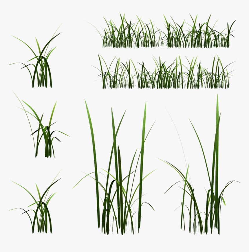Grass Blade Texture Free, HD Png Download, Free Download