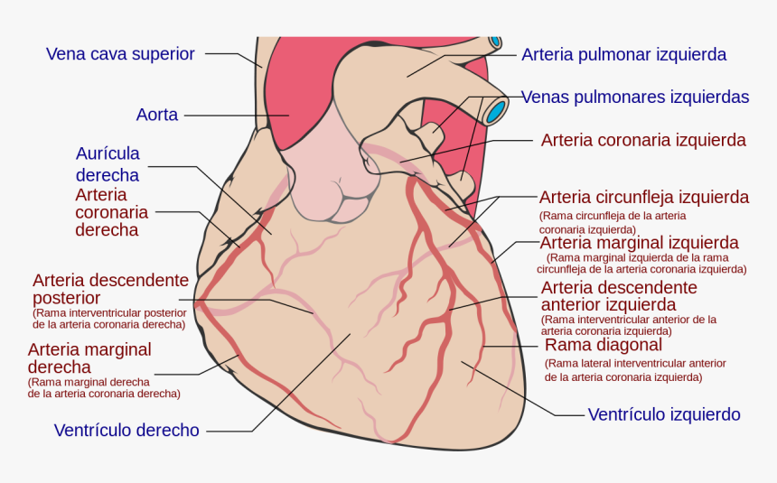 Coronary Arteries, HD Png Download, Free Download