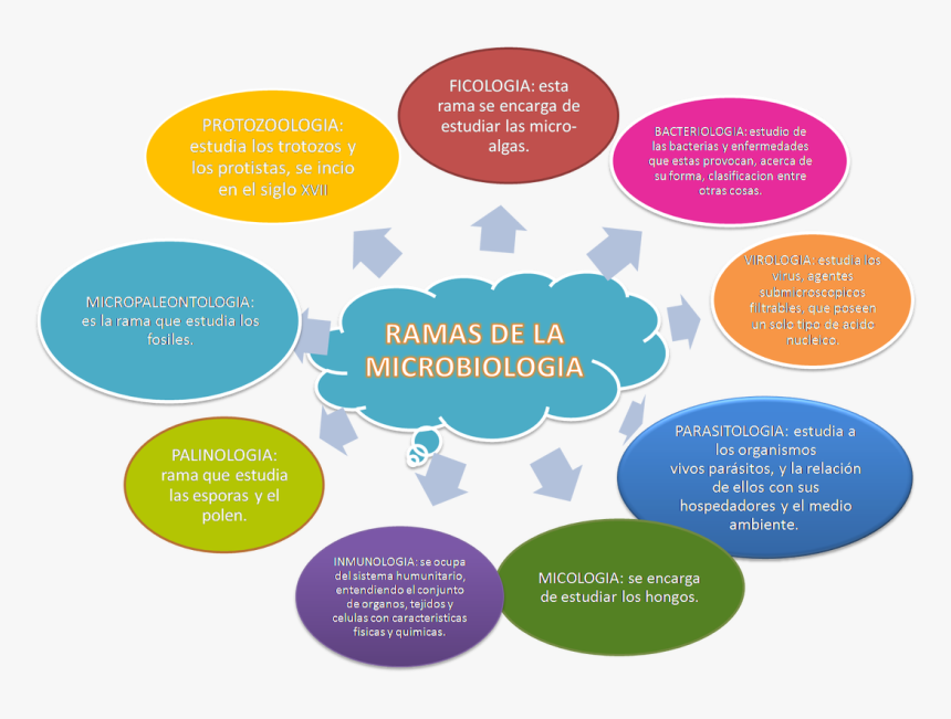 Imagen - Mind Mapping Of Microbiology Information, HD Png Download, Free Download