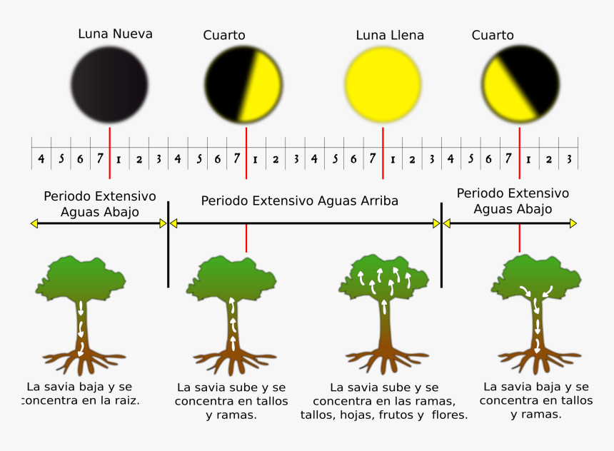 Fases De La Luna Clip Arts - Fases De La Luna Clip Art, HD Png Download, Free Download