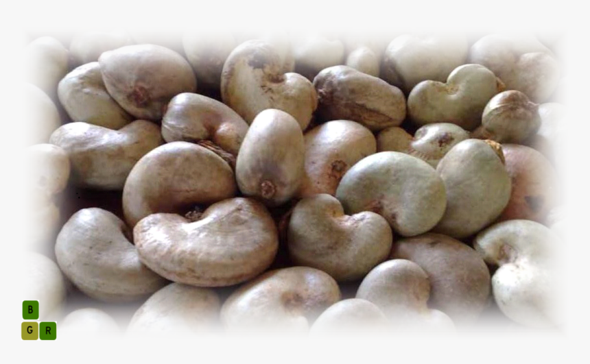 Cashew Nut Extract - Fruit Raw Cashew Nuts, HD Png Download, Free Download