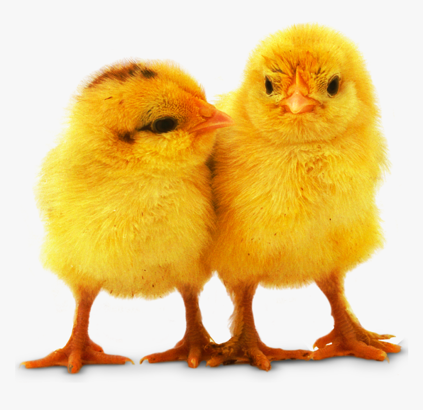 Transparent Live Chicken Png - Baby Chicks Png, Png Download, Free Download